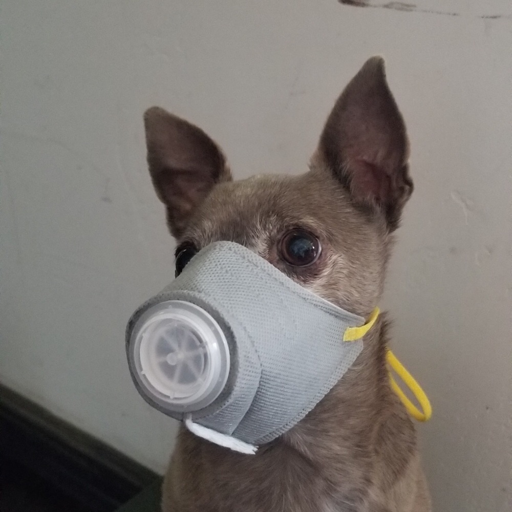 Gas mask for pet dog small virus medical costume apocalypse zombie humor gag - Picture 2 of 7